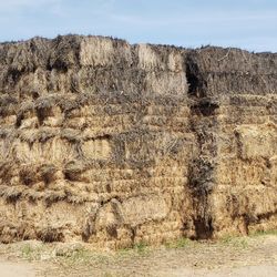 Bermuda Cattle Grade 