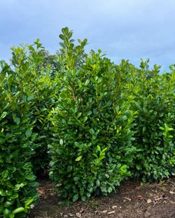English Laurel we have lots other trees available