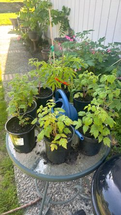 Raspberry plants