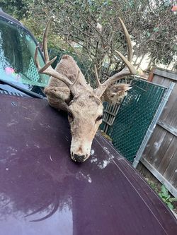 Deer head