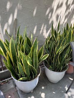 Plants for Sale.  Moving must go