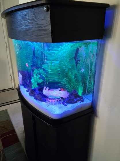 55 Gallon custom fish Tank