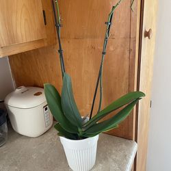 Phalaenopsis Orchid Plant – Healthy