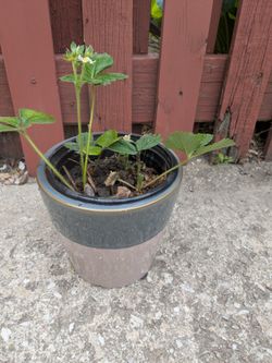 Flowering Strawberry Plants And Money Tree 