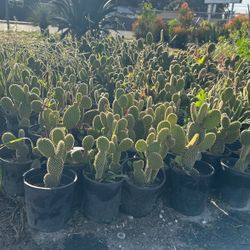 Cactus Plants