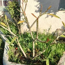 Beautiful Hawaiian Plants $25