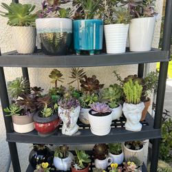 Teacher Appreciation/ Mothers Day Succulents 