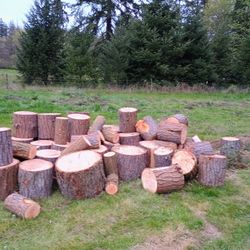 Douglas Fir And White Alder Rounds