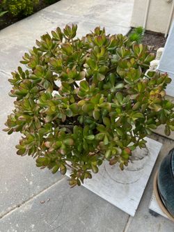 Jade Plant