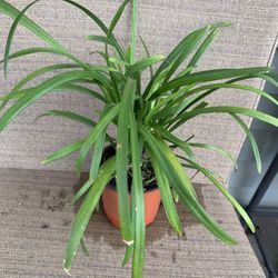 Large Pot W/ Large Liriope Plant, Light Green Leaves W/ Medium Purple Flowers, Perennial Comes Back Each Year, Low Height, Full Sun To Shade