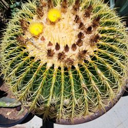 Bonito Cactus 🌵 Gigante 