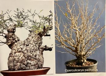 Operculicarya pachypus bonsai tree for sale for Sale in Phoenix, AZ -  OfferUp