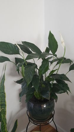 White Premium Sympathy Peace Lily - Indoor Plants House