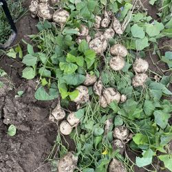 Jicama Fresh $1.50 per bls
