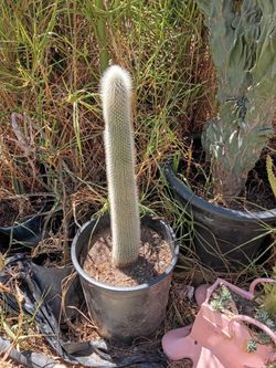 Oh man cactus plant