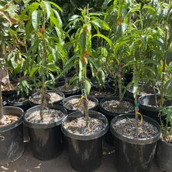 mango trees