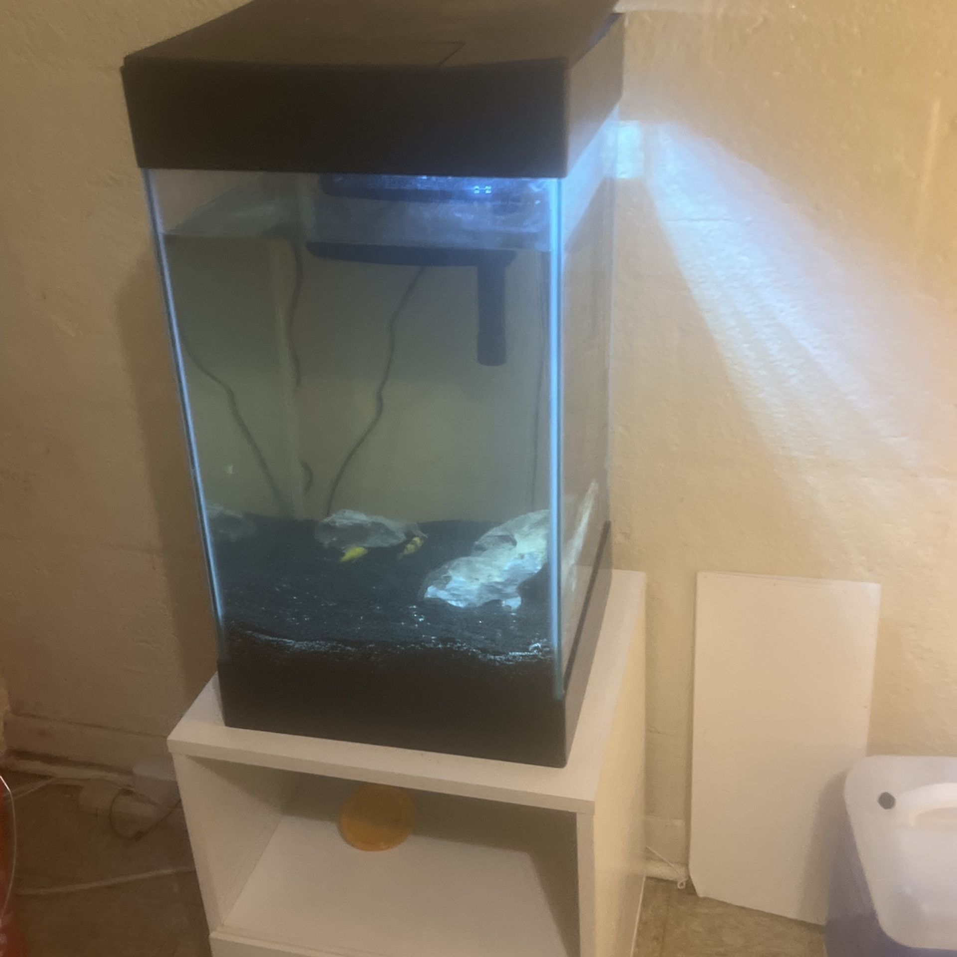 Anyone Want The Tank And The Fish