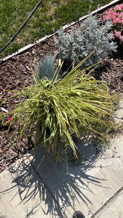 Big 5 gallon Reverse  Spider plant