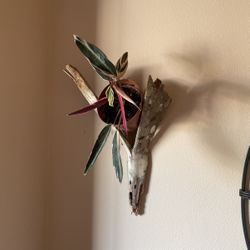 Cool Tropical Indoor/House Plants-Wallhangings/Gifts