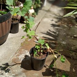 Red Currant Plant