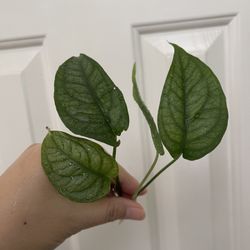 Monstera Siltipecana Plant CUTTING- Active Roots