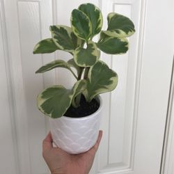 Beautiful Variegated Peperomia Plant With Pot