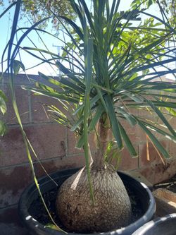 Plant For Sale