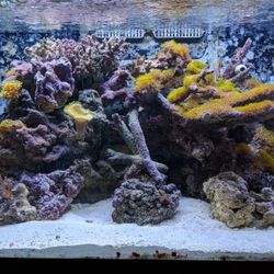 Redsea 65 Gallon Curved Glass Aquarium 