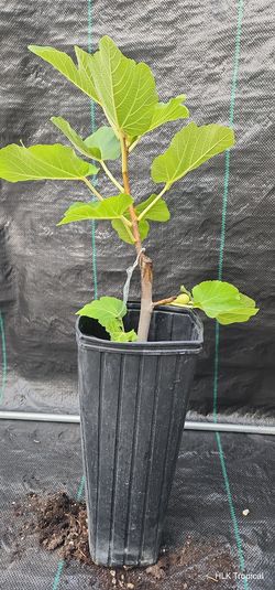 🌿 Rare BNR Fig Tree with Fruit! | Air-Layered | 2-Gallon Tall Pot 🌿 $150