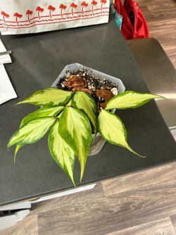Hoya polyneura - inner variegated