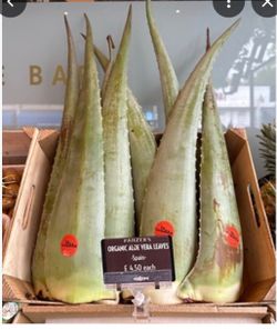 ALOE VERA LEAVES ORGANIC