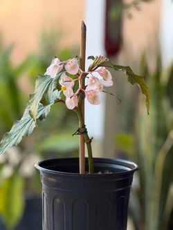 Begonia Maculata Polka Dot Plant