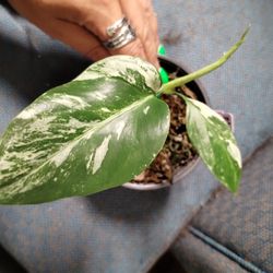 Monstera Albo With New Growth 