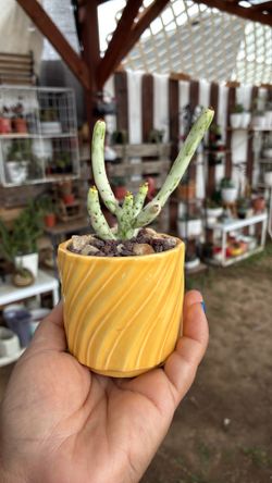 Potted variegated pencil stick