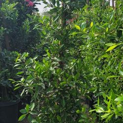 Indian Laurel 