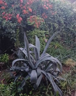 Blue Agave Succulent Plant