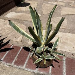 Agave Succulent w/beautiful Ceramic Pot