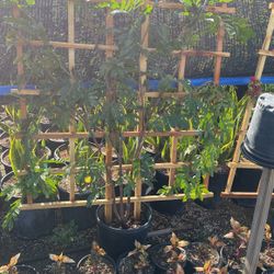 Trellis