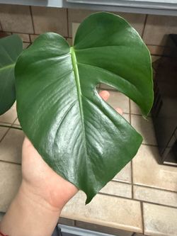 Monstera Deliciosa/Swiss Cheese Plant