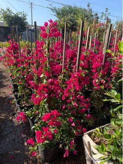 Bougainvillea staked