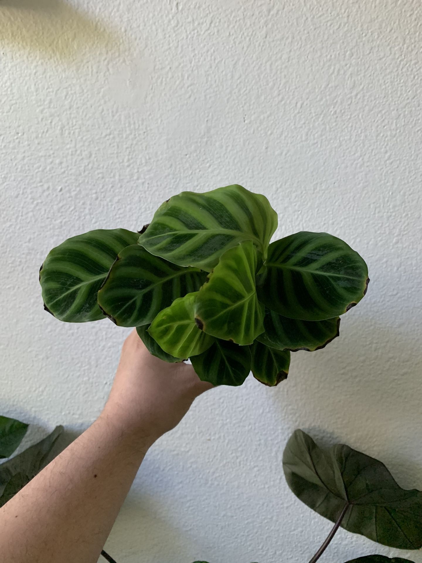 Calathea Zebrina