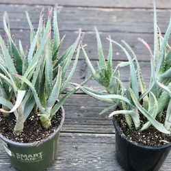 $6 Aloe vera plant