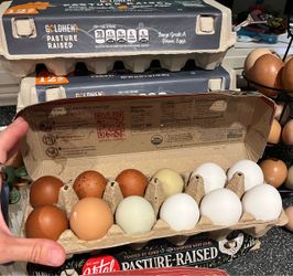 Fresh Backyard Eggs