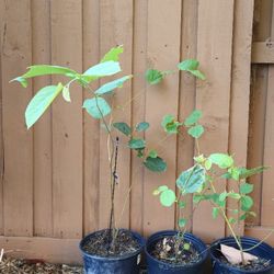 Grewia Asiatica/ Phalsa Plant