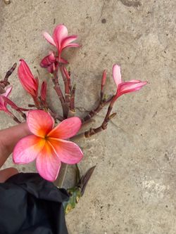 Cutting plumeria