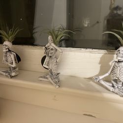 Set of three skeleton air plants 