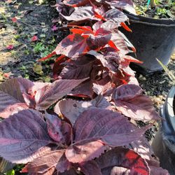 Copper Leaf Plants 3gl $6🪴🪴