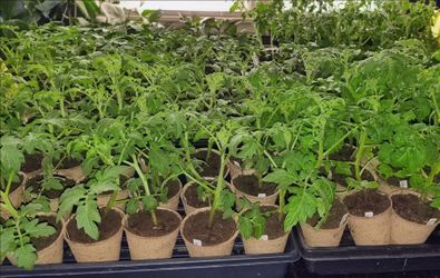 Tomatoes peppers cabbage broccoli