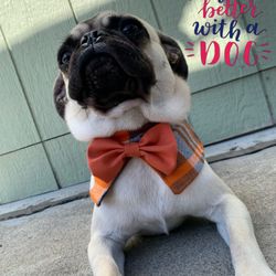 Bandanas Y Corbatines Para Perritos 