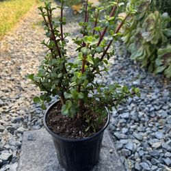 Plant, Succulent, Elephant Bush 